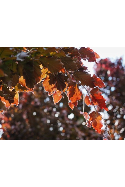 Бук Рохан Обеліск восени